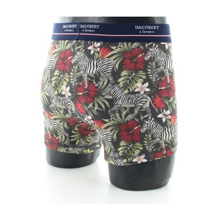 Boxer Zèbre